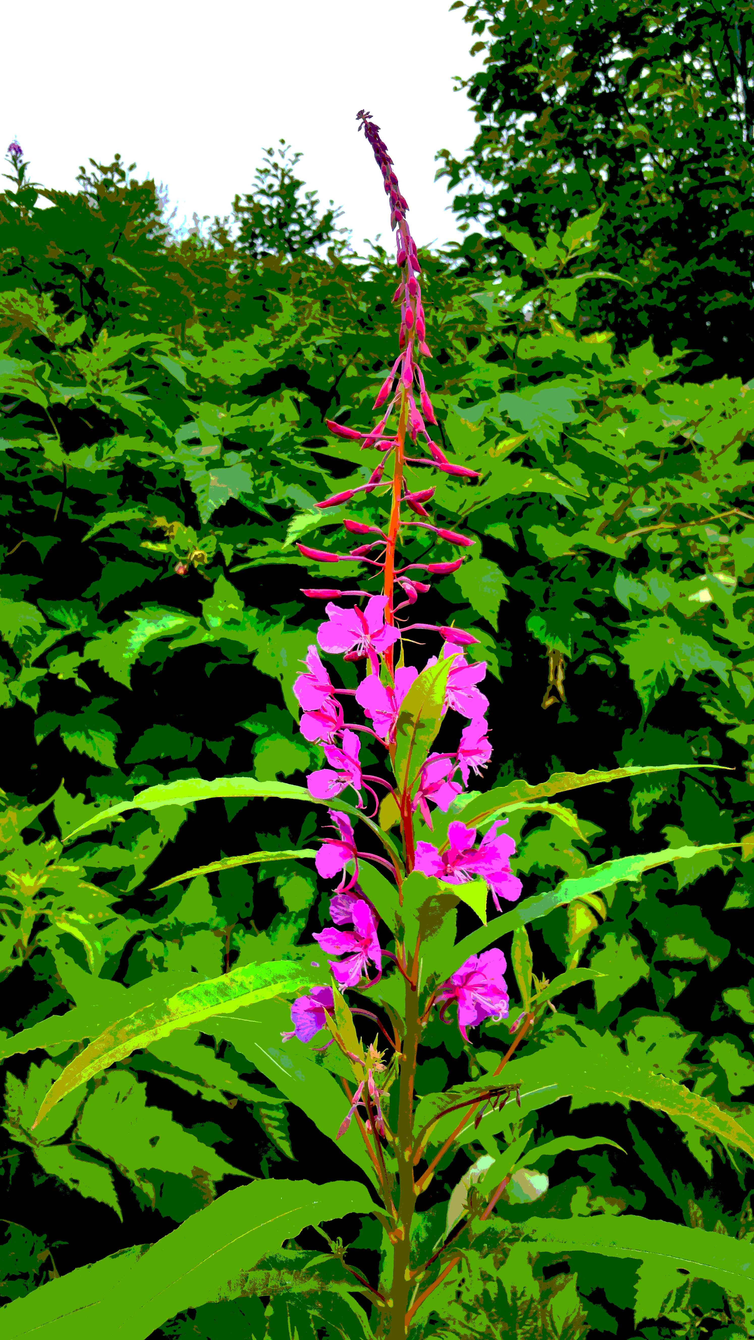 Fireweed Posterized
